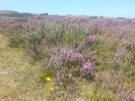 Heide