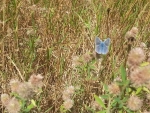 Vlinder