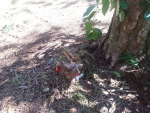 Geocachehit