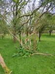 Heel veel vingerhoedskruid tussen de bomen
