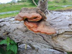 Paddestoelen op boomstam